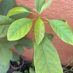 Plantas