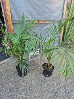 Majesty Palm Plants 10" Pot $10 each