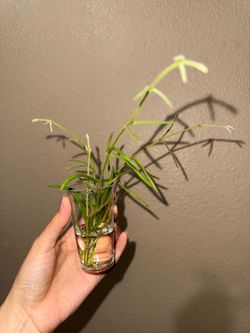Hoya Linearis