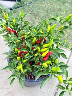 🌶️Super Chile Chili Pepper Plant Loaded with Chili