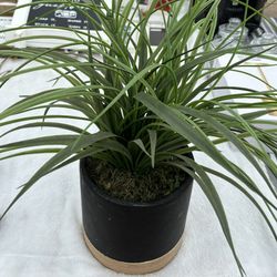 Decor- Plant- Household Items 