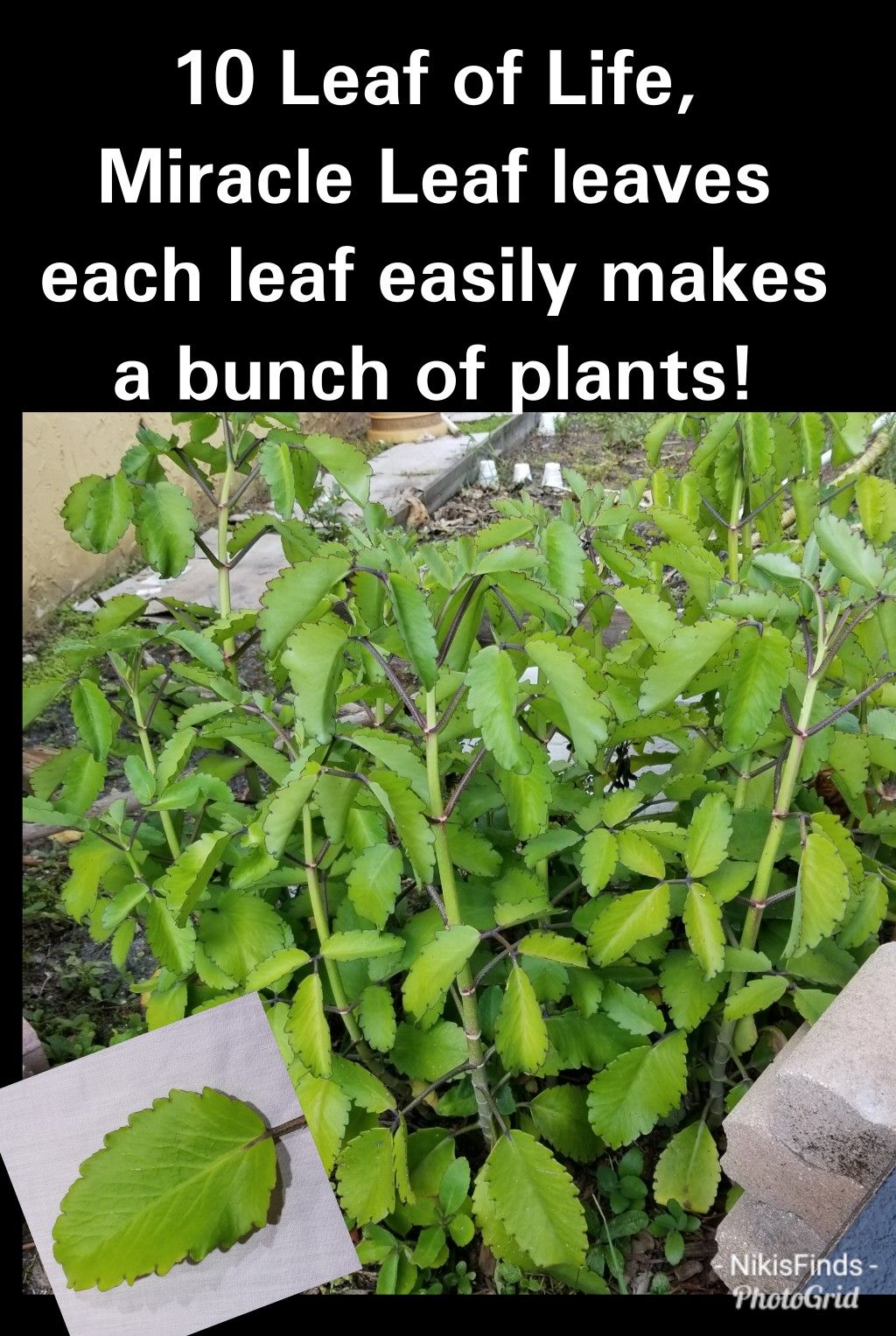 Lot of 10 Leaf of Life Miracle leaf leaves Free plants for Life!