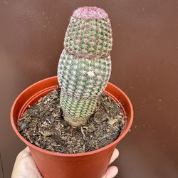 6” Tall Rainbow Cactus Soon To Bloom 