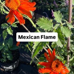 🔥 Plant: Mexican Flame Vine
