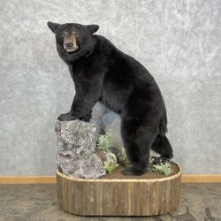 Black Bear Mount 600