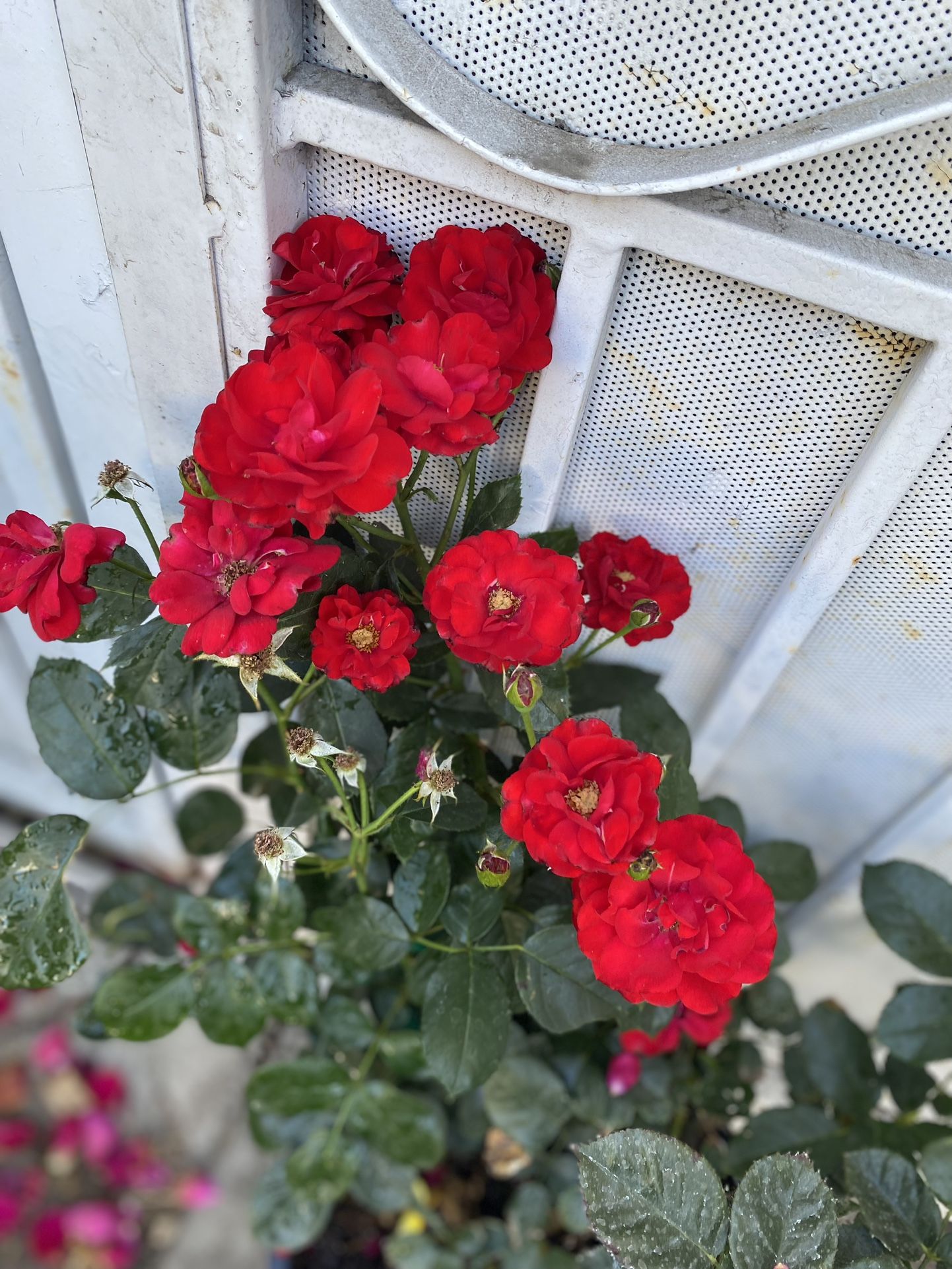 Rose Bush Small Flower Plant, In 5 Gallóns Pot Pick Up Only