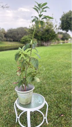 🥑 Healthy Avocado Tree for Sale — $60