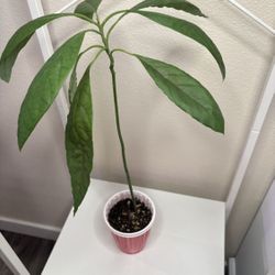 Avocado 🥑 🌴 Tree $ 5 