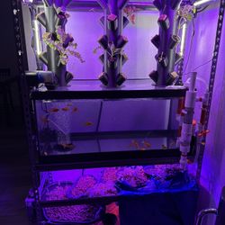 Aquaponic Aquarium