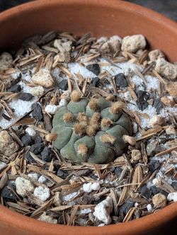 Rare Ornamental Button Cactus