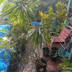 Moving Sale Tall Dracena Plant $15