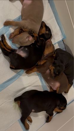 Puppy pads