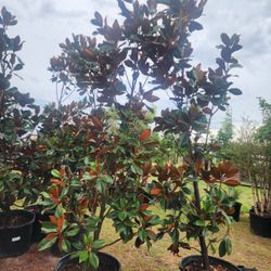 Magnolias Tree 30gallons 15ft Tall Blanchard 