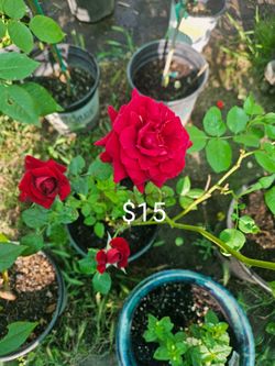 Rose Bush $15 in 5 gallons pot