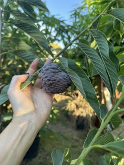 Red Geffner Atemoya Fruit Tree