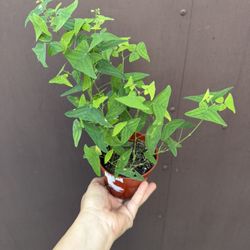 Christia Obcordata Butterfly Plant 