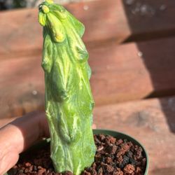 Variegated Boobies Cactus Imported