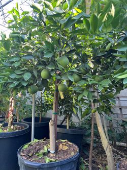 Big mature Washington navel orange trees