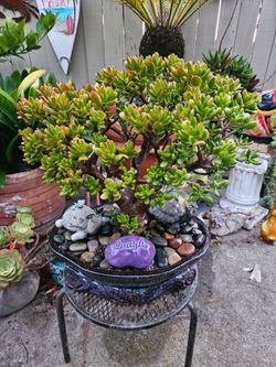 Mature Jade Bonsai Tree (Crassula ovata) — Complete Arrangement