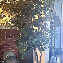  Silk Ficus 