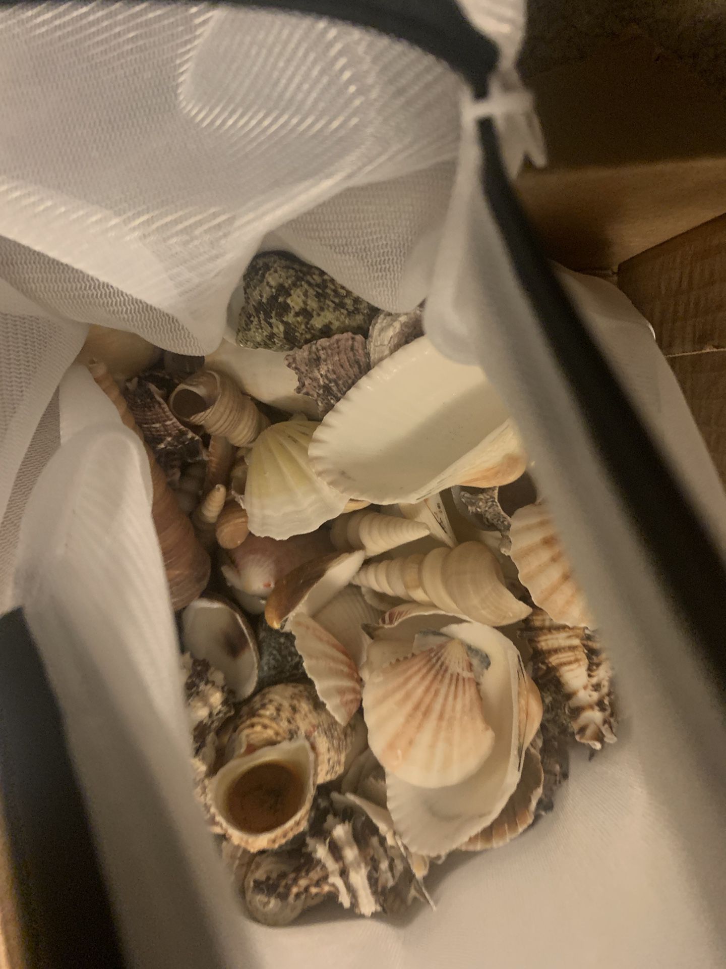 Many mixed Seashells —free