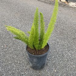 Foxtail Fern