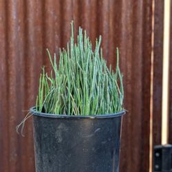Candelellia Succulent