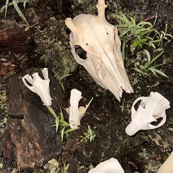 Euro taxidermy Cleaned animal skulls