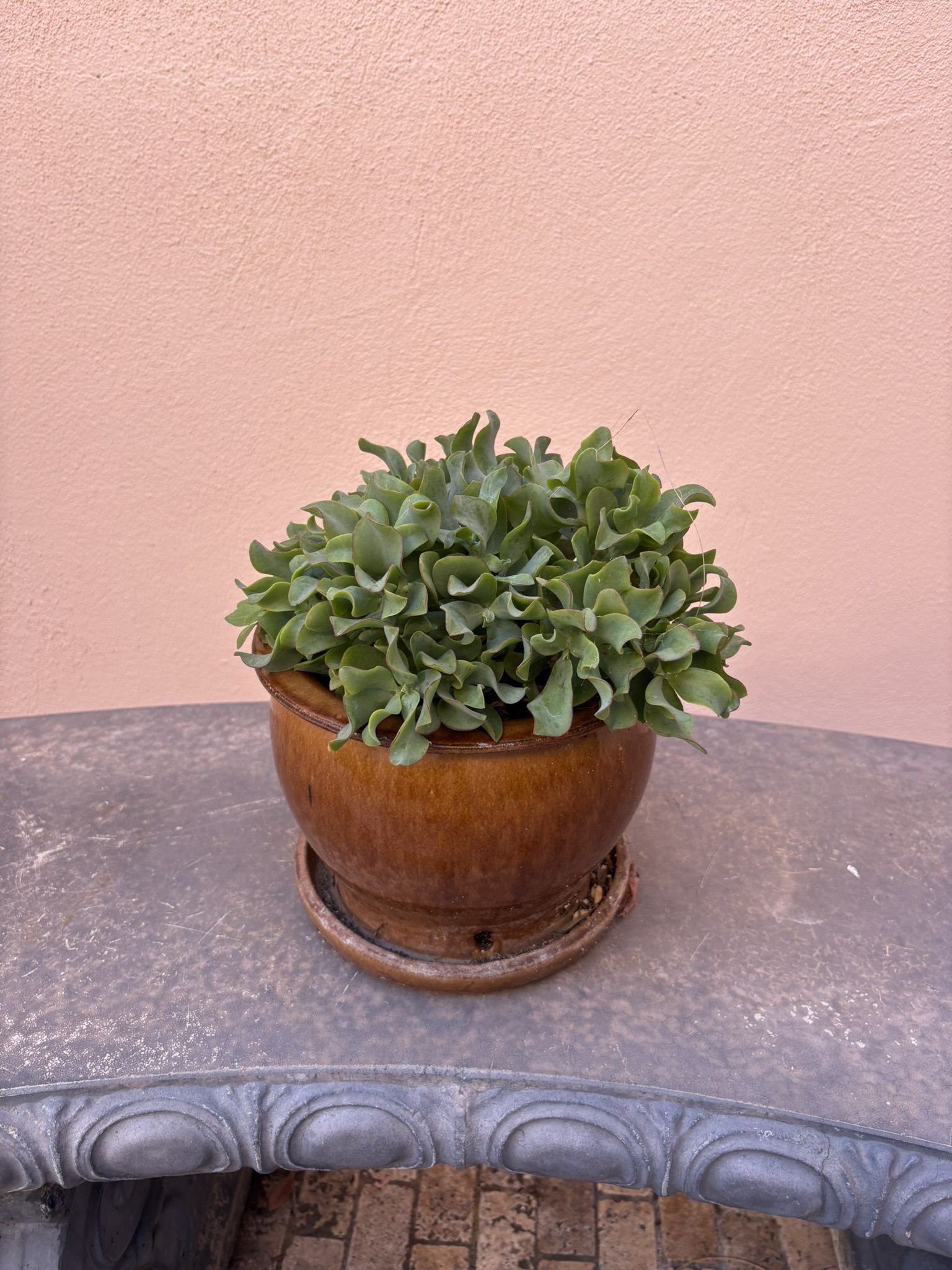 Crassula Oviata( Ripple Jade)