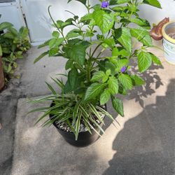 Spider Plant & Purple Butterfly Bunch In One 