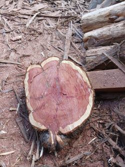 Cedar  Slices And More