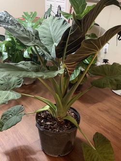 Alocasia Regal Shield Plant