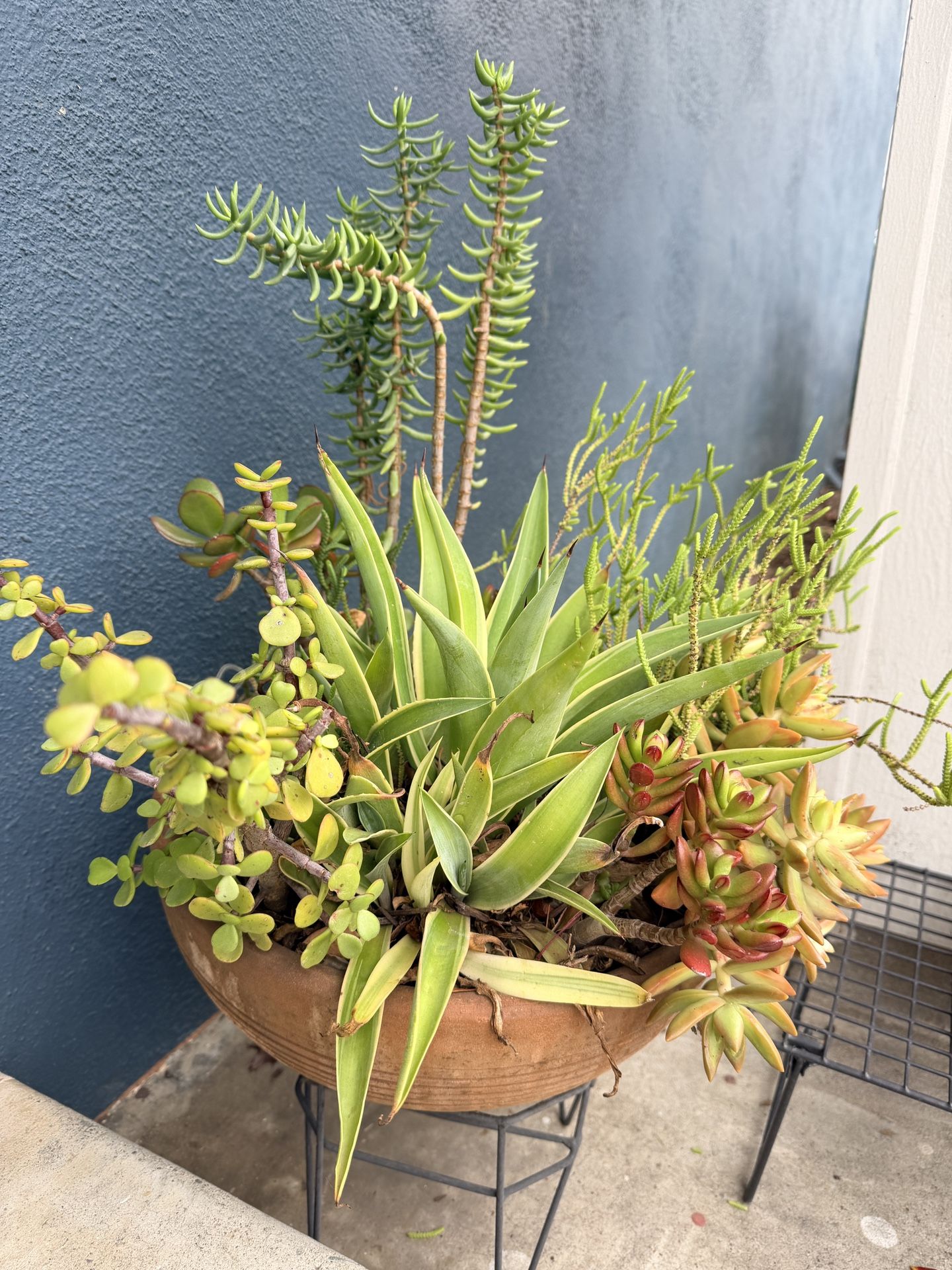 Terracotta Succulent Plants And Pot