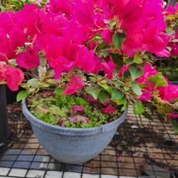 Bugamblias 3gallones Rosa Hot En Bushes 