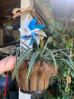 Plant