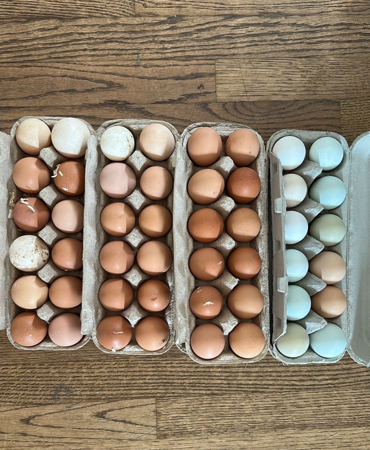 Farm fresh eggs, eating or hatching