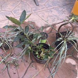 Green Plants Different Kinds (6 Plants)