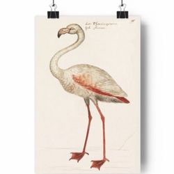 Vintage Flamingo Fine Art Print
