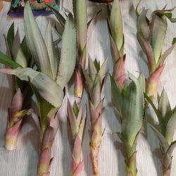 9 Red Spanish Pineapple Suckers BEST AND FASTEST SELLER PLANT Freshly Pulled Medium-Large Sized (These Are The Real Deal Not The Ornamental Type)