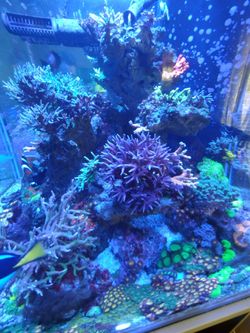 Saltwater Decorations 