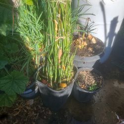 Cola De Caballo Planta Medicinal 