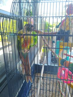 Bird parrot conure cage and stand - ready to go