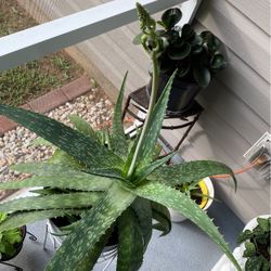 American alloe Plant