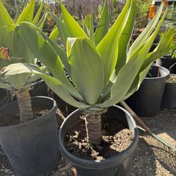 Plants