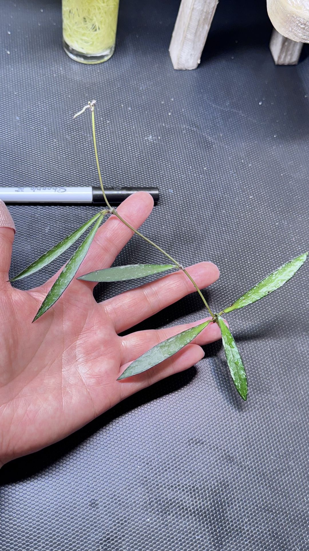 Hoya sp tanggamus bamboo leaf splash