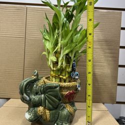 Bamboo Plant With Elephant Vase 