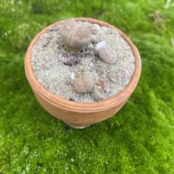Pebble Plants 