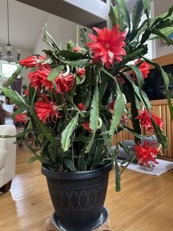 Mature Orchid Cactus Plant 