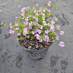 Mexican Heather Bedding Plants 1gal