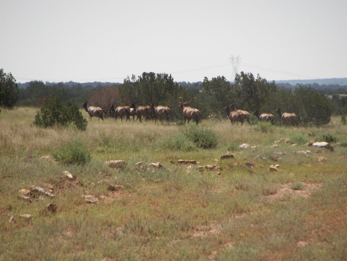 Chevelon Canyon Ranch property for sale or trade for Sale in Tolleson